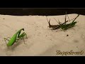 Pertarungan Sengit Antara Belalang Sentadu Vs 2 Belalang Locust