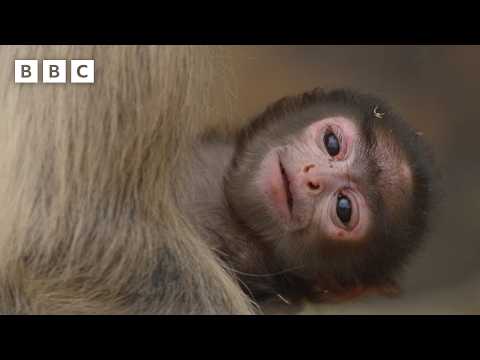 How Langurs babysit to practice for motherhood | Parenthood - BBC