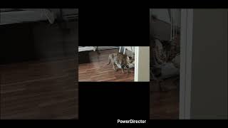（パパが頑張って作った動画です♪この感受性かわいいですよね笑）くるくるトリプルアクセル！ムギちゃんナンバワン🥇