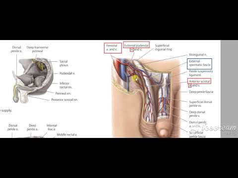 Male reproductive system