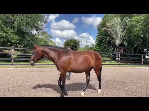 Jordan(Sijurdanea) Lusitano 2 yr old mare  learning basics