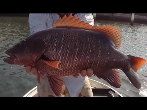 BIG Mangrove Jack Fishing Gold Coast Sunshine Coast