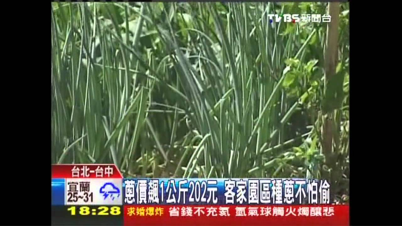 〈獨家〉蔥價飆1公斤202元 客家園區種蔥不怕偷