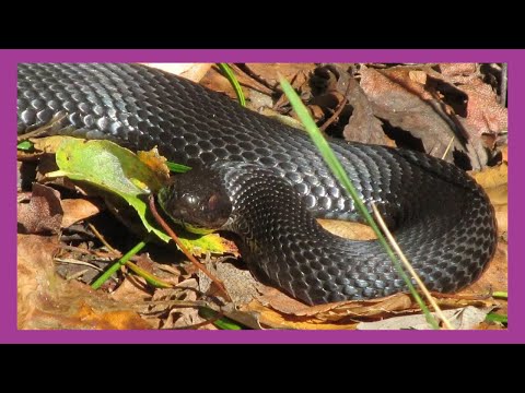 Nikolsky's Black Viper