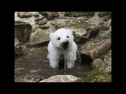 Iron Man 3: Polar Bears