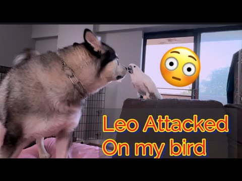 Leo attacked on Casper😜|familyvlogs |petsvlogs |Aneeq’s world