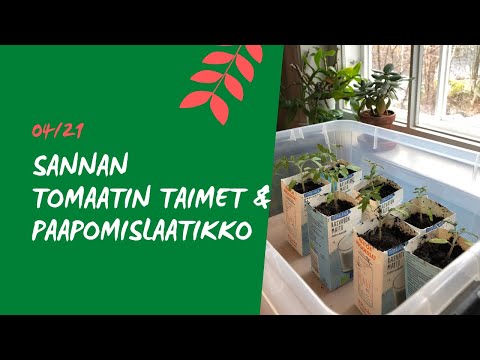 , title : 'TOMAATTIEN ISTUTUS ISOMPIIN RUUKKUIHIN - naapurin Sannan taimet ovat lähteneet hienosti alkuun 🍅.'