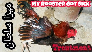 My Rooster is Sick | Quick and Effective Treatment |