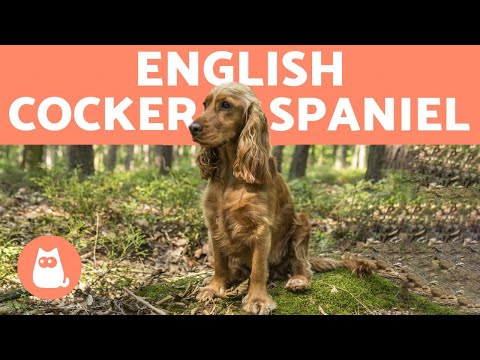 ENGLISH COCKER SPANIEL 🐶 Caring for a Playful Breed