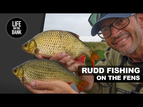 RUDD FISHING in the Fens