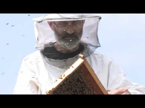 Boja meda ep. 68 25.06.2019. - Vosak, starost srpskih pčelara,  dodavanje i zamena matice