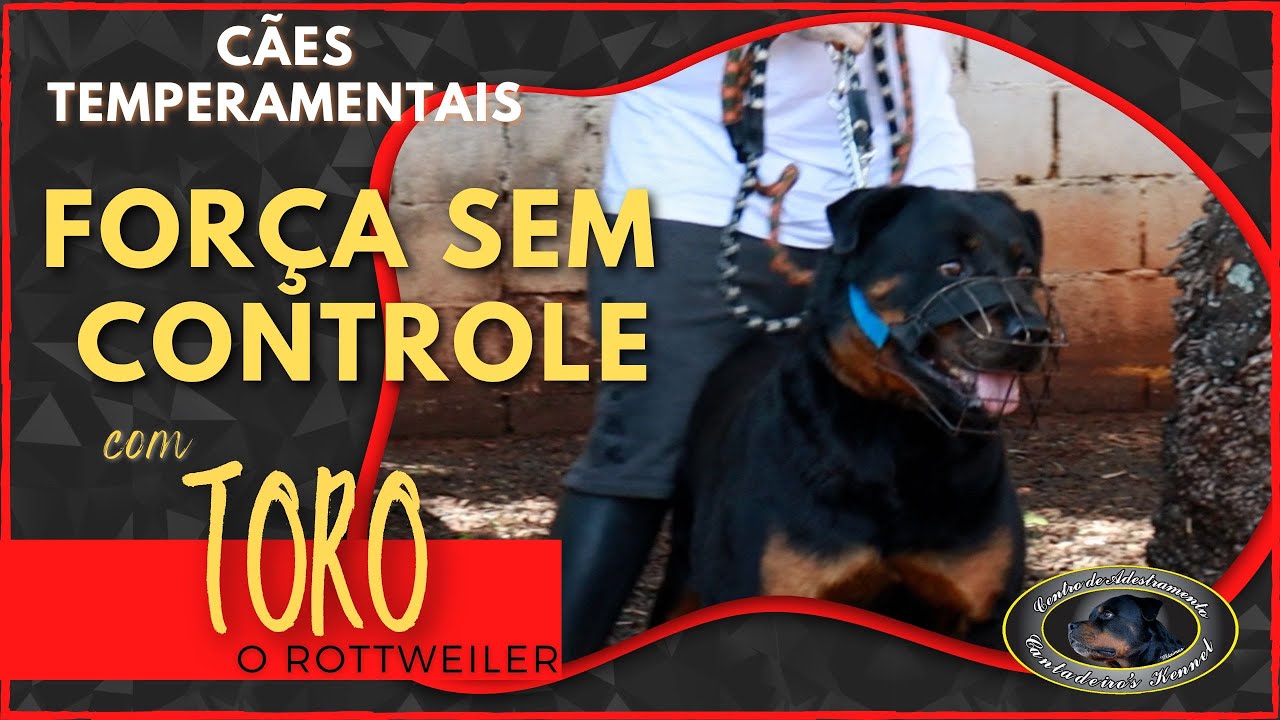Chegada ao Canil - TORO - Rottweiler - PARTE 1