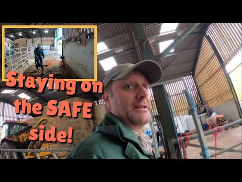 08/11/22.  Protective cows, and more farm investment.