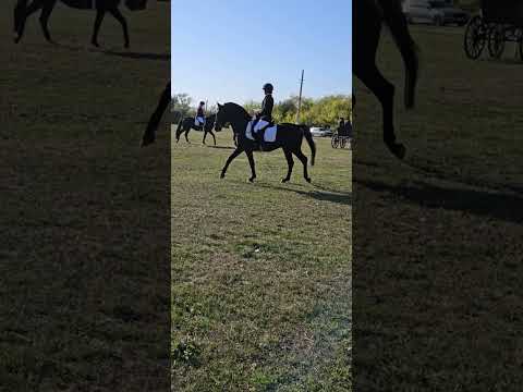 Lipizzan Internațional Federation - Herghelia Beclean #beclean #cavalo #horse #horses #romania