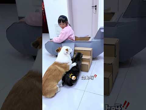 This Girl Made A Paper Plane For Her Pets 🐕 🐈#shortsfeed  #shortsvideo #shortvideo