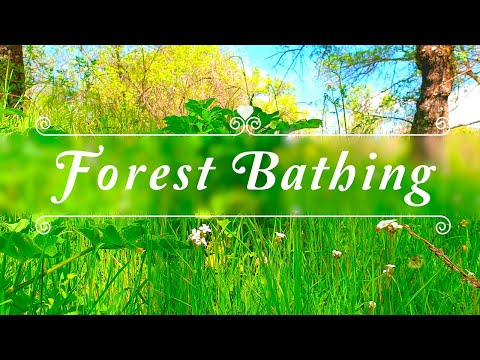 🌳🌞 Begin Your Day with the POSITIVE ENERGY of Healing Spring Sounds 🌳Fresh Morning Forest Ambience#4