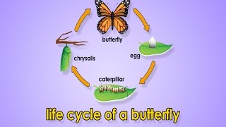 Jack Hartman - Butterfly Life Cycle gameplay video by LezaDavis, 2:25 duration