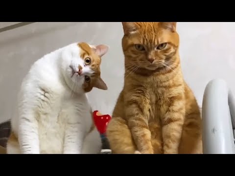 The Funniest CATS on the Planet! 🌍🤣 SUPER Funny Cats Video