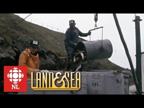 Land & Sea:  plenty of fish in St. Mary's Bay