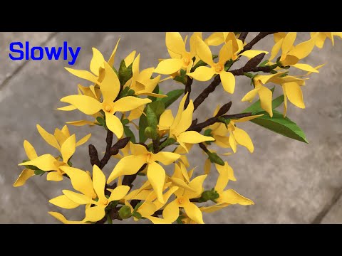ABC TV | How To Make Forsythia Paper Flower | Flower Die Cuts (Slowly) - Craft Tutorial