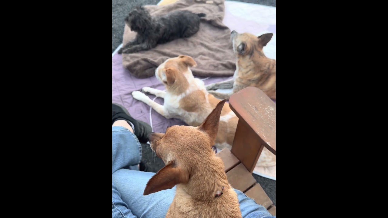 Enlarge Mr. Bean, a ADOPTABLE mixed breed in Chico, CA video 5/6