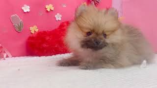 ポメラニアンの動画01
