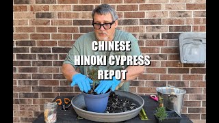 Hinoki Cypress Repot