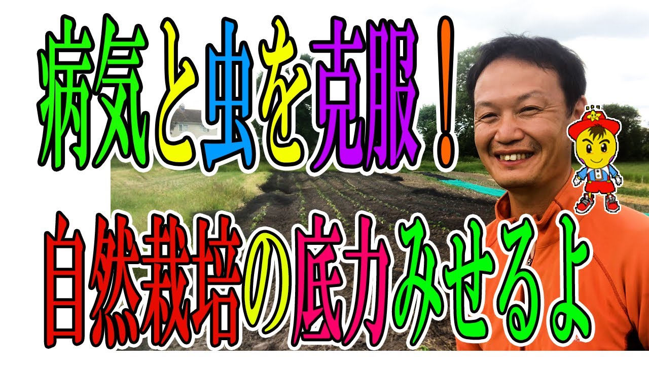 連作12年のケール定植手順と病虫害を克服する自然栽培の捉え方