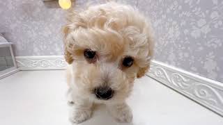 ハーフ犬の動画01