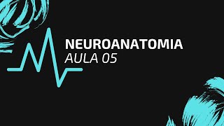 NEUROANATOMIA | AULA 05 | MICROSCOPIA DA MEDULA ESPINHAL - P1 (Substância cinzenta)