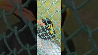 Download lagu beo lucu suara nada dering bikin ngakak #birds  #beo #master #viralvideo mp3