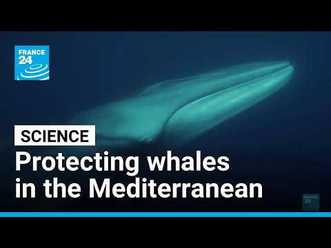 Protecting whales: Scientists seek ways to reduce ship collision risk
