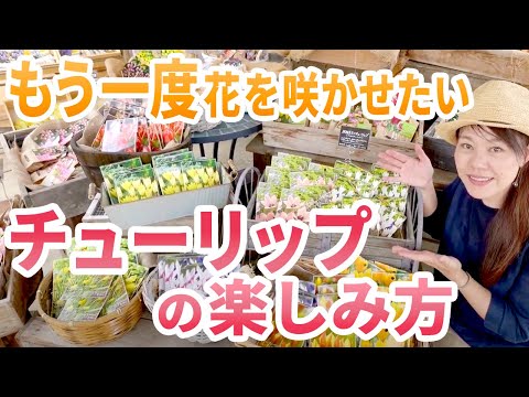 シダレシラカバ 植物