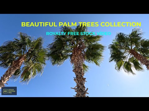 Beautiful Palm Trees Collection | Free 4K Tropical Stock Videos