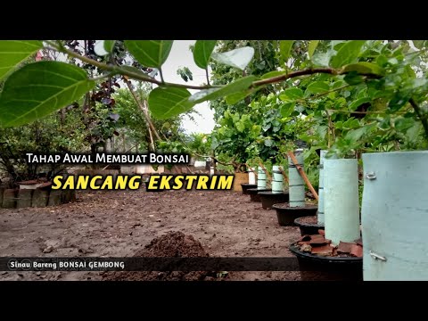 , title : 'Tahap Awal Cara Membuat Bonsai Sancang Ekstrim (Premna Microphylla)'