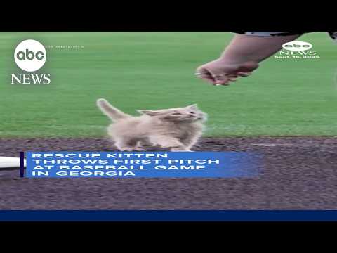 Rescue kitten throws first pitch at baseball game in Georgia