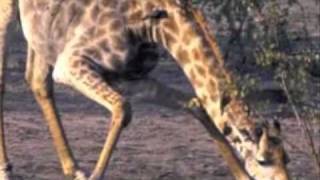 You were born - Cloud Cult