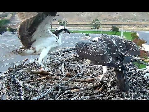 Back 2 back deliveries, fish from Iris then Louis to L'el'e 2018 08 21 21 37 32 030