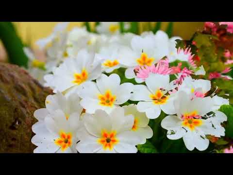 Opwekking 238 U bent waardig dat wij U prijzen