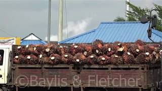 Download lagu Palm oil (Elaeis guineensis), Malaysia. 20170721_105855.m2ts mp3