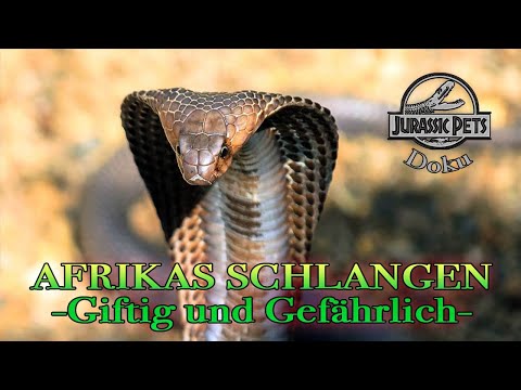 Afrikas Schlangen - Giftig und Gefährlich | Schlangen Doku