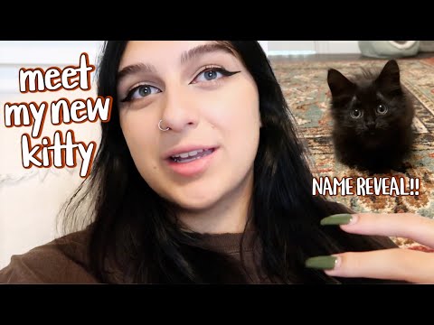 meet my new kitten & name reveal