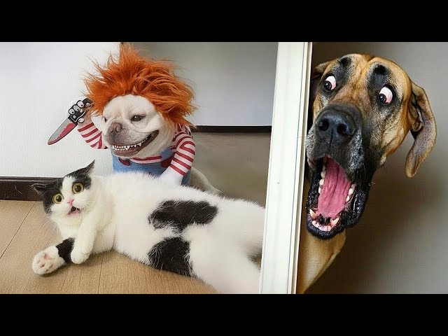 Vídeo relacionado con ANGRY CAT - Mini Gato Anguloso Lucky Solar Accionado Divertido Saludando - Japonés con Dedo Apestoso - Artículo Decorativo Figura - Brazo Anguloso con Dedo Medio - 10 cm - Negro