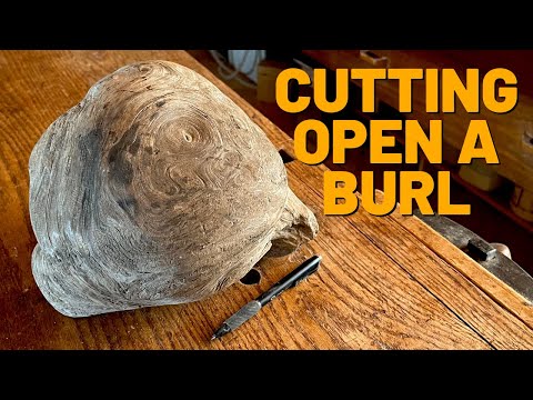 Cutting Open a Burl