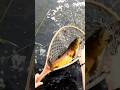 Video Thumbnail for GIANT Saskatchewan Brown Trout!