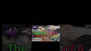 Download lagu WILD CHICKEN SOUND #subscribe #subscribed #shorts #wildhunter mp3 Download lagu WILD CHICKEN SOUND #subscribe #subscribed #shorts #wildhunter mp3