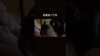 犬あるある距離感がおかしい #ボストンテリア