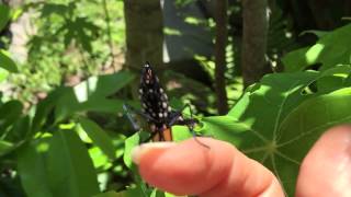 Perfect King Monarch Butterfly - Just emerged from cocoon