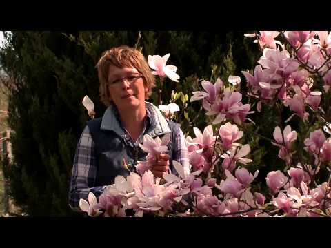 Liliomfa - Kertbarátok - Kertészeti TV - műsor