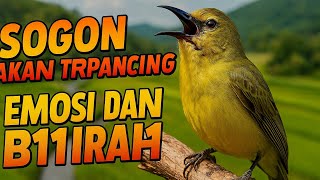 Download lagu SIMULASI SOGON RIBUT PANCINGAN AGAR MAU BUNYi mp3 Download lagu SIMULASI SOGON RIBUT PANCINGAN AGAR MAU BUNYi mp3